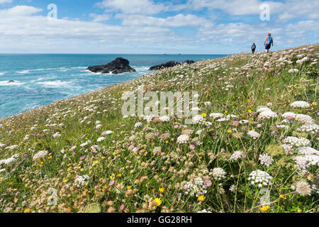 People walking on the South West Coastal path by the sea in north Cornwall past fields of wild flowers in summer Stock Photo