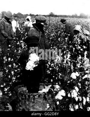 Cotton field in North Carolina. Photo by Underwood Early 20th United States Washington. Library of Congress Stock Photo