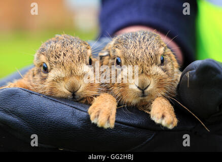 Orphaned baby hares held in leather gloved hand. Stock Photo