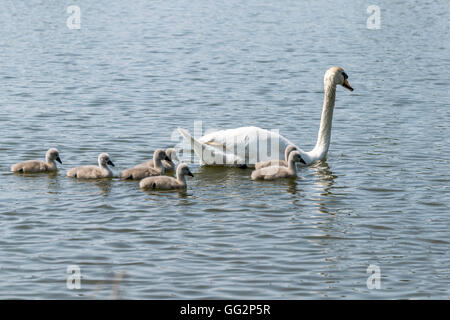 Mute Swan and Cygnets on Pentre Mawr park lake in Abergele North Wales Stock Photo
