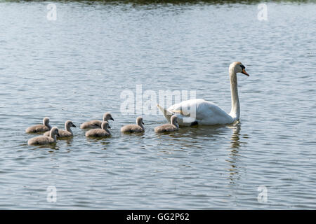 Mute Swan and Cygnets on Pentre Mawr park lake in Abergele North Wales Stock Photo