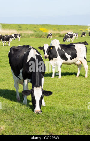 Black and white Frisian Holstein cows in a sunny pasture under a blue ...