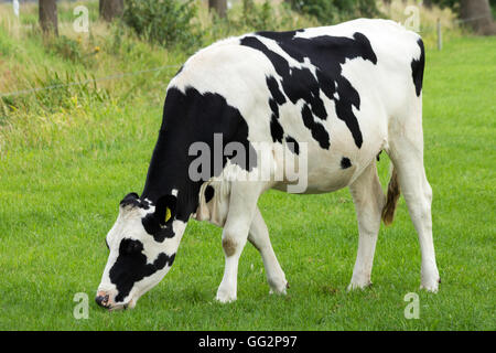 Black and white Holstein Frisian cow Stock Photo