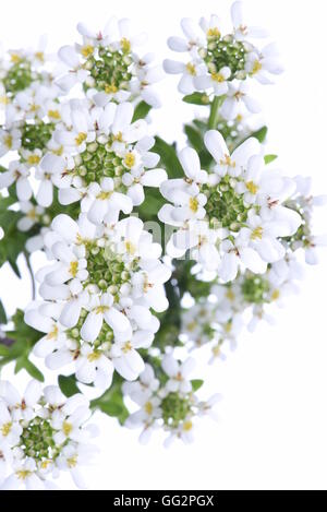 Candytuft Iberis sempervirens isolated on white background Stock Photo