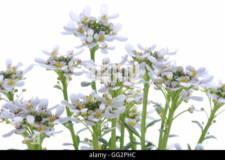 Candytuft Iberis sempervirens isolated on white background Stock Photo