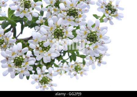 Candytuft Iberis sempervirens isolated on white background Stock Photo