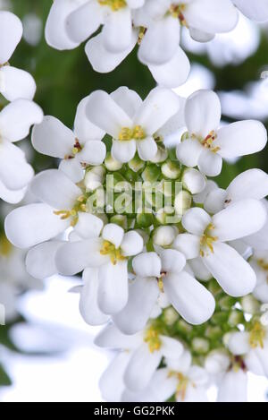 Candytuft Iberis sempervirens flower closeup Stock Photo