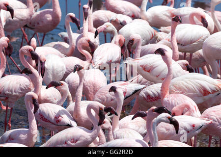 Walvis Bay Namibia Flamingo's (Phoenicopteridae) Stock Photo