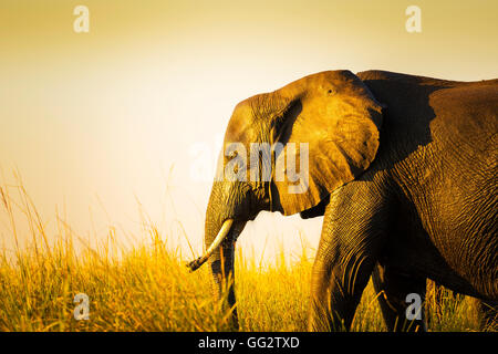 Elephant walking through long grass on the plains of Africa at sunset