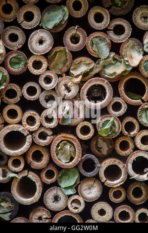 Leafcutter bee nests in bamboo tubes. Stock Photo