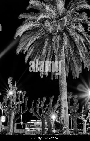 Palm tree in the park of Castro Urdiales, village of Cantabria, Spain, Europe Stock Photo