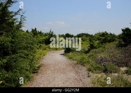 Sandy pathway trough dunes, trees and vegetation Stock Photo