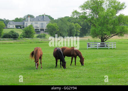 Horses grazing in pasture next to mansion. Stock Photo