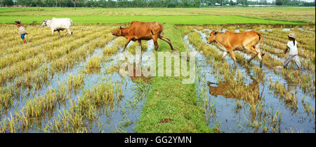 Asian child labor tend cow on rice plantation, ox, boy reflect on water, children work at Vietnamese poor countryside Stock Photo