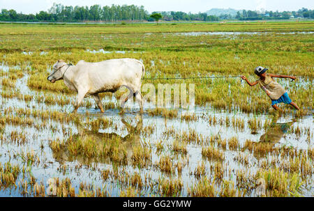 Asian child labor tend cow on rice plantation, ox, boy reflect on water, children work at Vietnamese poor countryside Stock Photo
