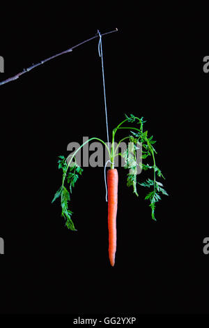 Carrot on a Stick. Fine Art image. Stock Photo