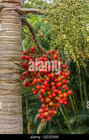 Queen Palm Tree Berries St. Kitts West Indies Stock Photo