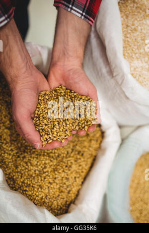 Manufacturer holding barley in brewery Stock Photo