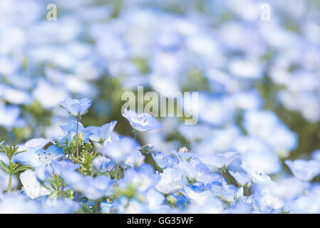 Carpet of Nemophila, or baby blue eyes flower Stock Photo