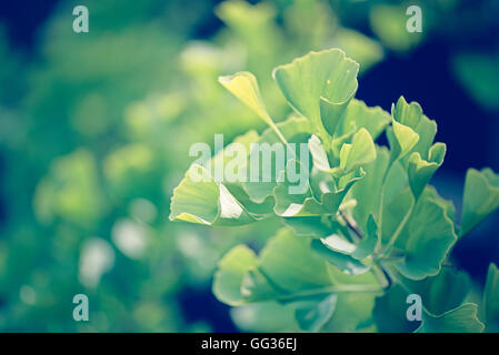 Ginkgo tree in london hi-res stock photography and images