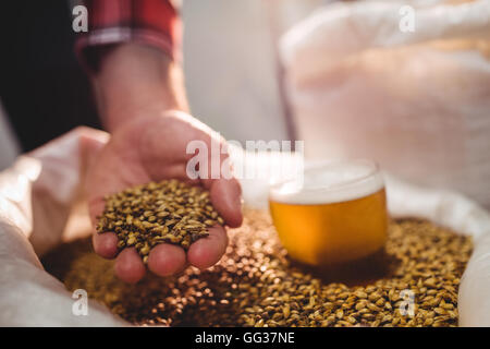 Man holding barley by beer glass in sack at brewery Stock Photo