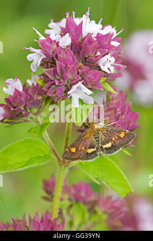 Small Purple and Gold Micro-moth on marjoram Stock Photo