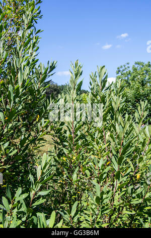 Bog-myrtle / sweetgale (Myrica gale / Gale palustris) foliage in summer Stock Photo