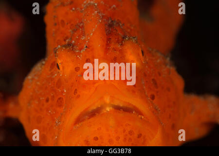Dazzling Orange Frogfish - A close up with an Antennarius pictus also known as painted frogfish or spotted frogfish, from Lembeh Stock Photo