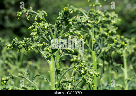 Cultivated tobacco (Nicotiana tabacum) plant in summer Stock Photo