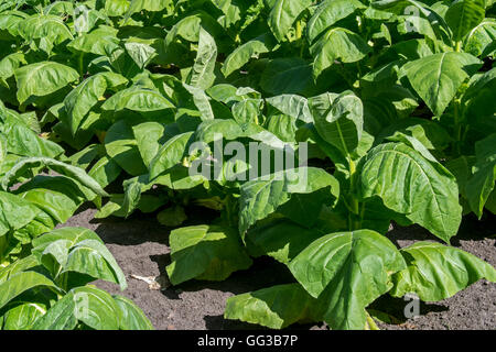 Wild or Aztec Tobacco, Mapacho, Nicotiana rustica, Solanaceae, Mexico ...