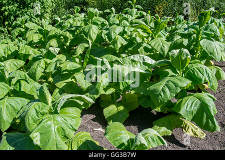 Aztec tobacco / wild tobacco (Nicotiana rustica) plants in field Stock Photo