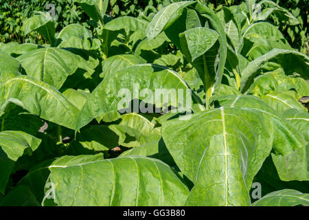 Aztec tobacco / wild tobacco (Nicotiana rustica) plants in field Stock Photo