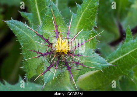 St. Benedict's thistle / blessed thistle / holy thistle / spotted thistle (Cnicus benedictus), native to the Mediterranean Stock Photo