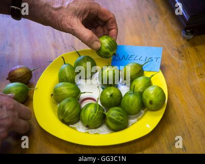 A plate of gooseberries on display during the annual show organised by the Egton Bridge Old Gooseberry Society in Egton Bridge, Yorkshire. Stock Photo