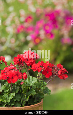 Red Geraniums in a terracotta pot. Stock Photo