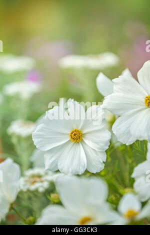 Psyche White Cosmos flower. Stock Photo