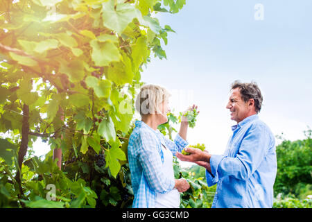 Senior couple in blue shirts holding bunch of grapes Stock Photo