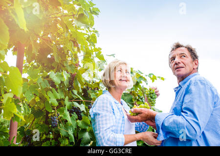 Senior couple in blue shirts holding bunch of grapes Stock Photo