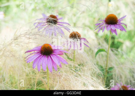 Echinacea purpurea 'rubinglow' coneflower amongst Stipa tenuissima grass Stock Photo