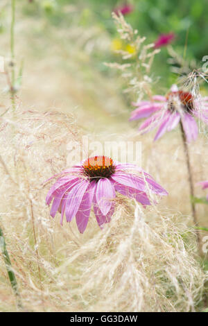 Echinacea purpurea 'rubinglow' coneflower amongst Stipa tenuissima grass Stock Photo