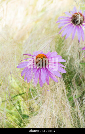 Echinacea purpurea 'rubinglow' coneflower amongst Stipa tenuissima grass Stock Photo