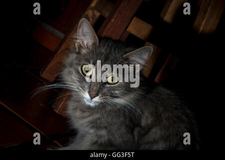 Gray cat in the shadows looking at camera Stock Photo