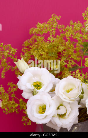 White tulip gentian flowers and frondy alchemilla mollis against a deep pink background Stock Photo