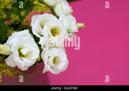 Delicate white prairie gentian flowers against a pink painted background with copy space Stock Photo