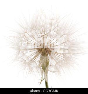 Tragopogon pratensiss close-up, isolated on white background Stock Photo