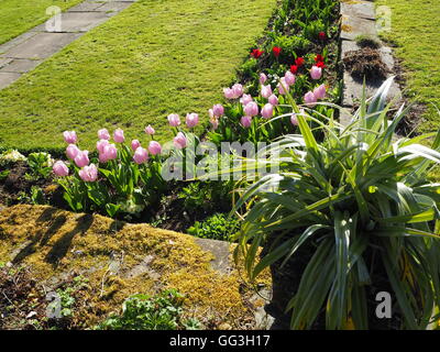 Sunny Chenies Manor sunken garden corner at tulip time; pink, red tulips with a cordyline foliage and mossy paving and lawn. Stock Photo