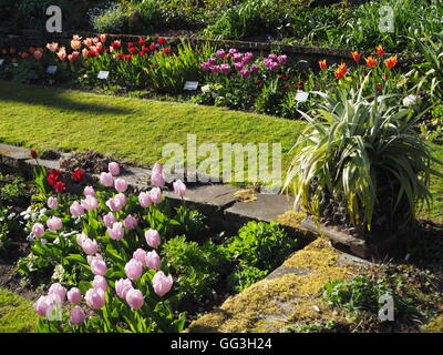 Sunny Chenies Manor sunken garden corner at tulip time; pink, purple, orange, red tulips with a cordyline and mossy paving. Stock Photo