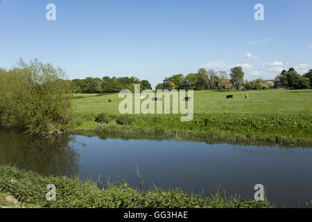 Cows grazing in a Somerset farm meadow Stock Photo