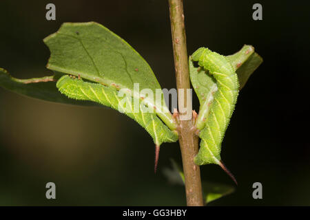 Privet Hawk Moth Caterpillar; Sphinx ligustri Two on Privet; 2 Weeks Old Cornwall; UK Stock Photo