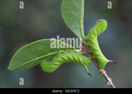 Privet Hawk Moth Caterpillar; Sphinx ligustri Two on Privet; 3 Weeks Old Cornwall; UK Stock Photo